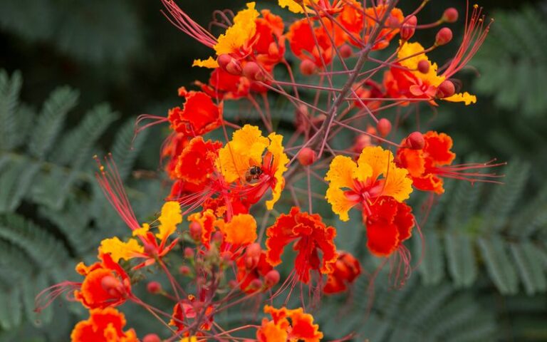 The Late-Season Bloomers That Keep Arizona Flower Beds Full Of Color After The Summer Heat Breaks