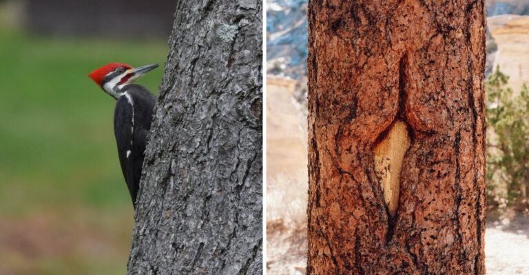 What It Really Means When A Pileated Woodpecker Claims Your Virginia Yard