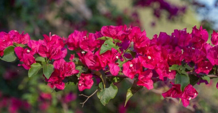 9 Florida Plants That Need Full Sun To Keep Flowering Into Fall
