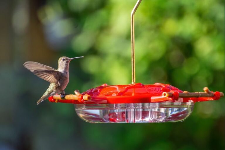 Why Hummingbird Visits May Decline in Your Arizona Yard in Late September