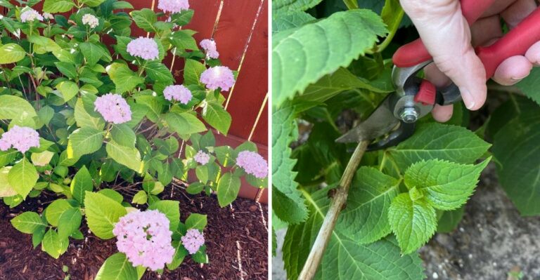 How To Transplant An Established Hydrangea In Oregon Without Losing Next Year’s Blooms