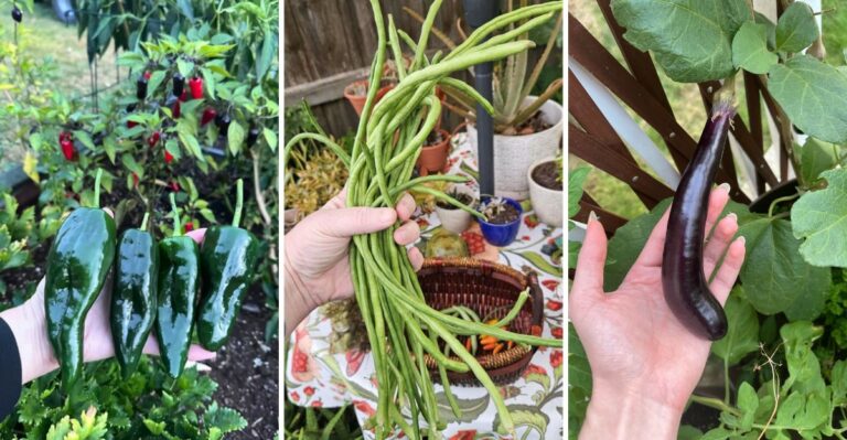 The Michigan Vegetables You Must Harvest Before The First Hard Frost