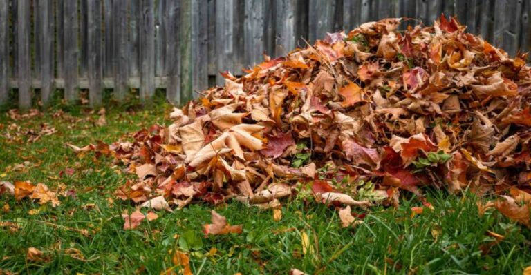 Ohio Lawns Need This Before Fall Or Fungus Spreads