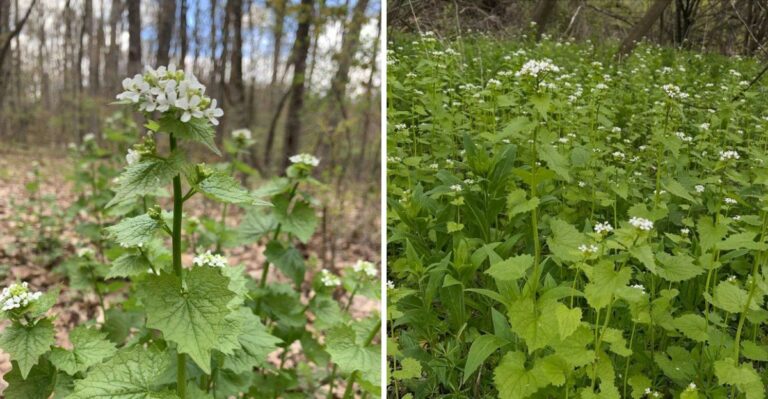 This Invasive Ground Cover Is Quietly Eliminating Pennsylvania Native Wildflowers