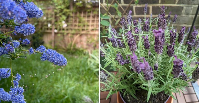 Can California Gardeners Still Plant New Perennials In Early Fall?