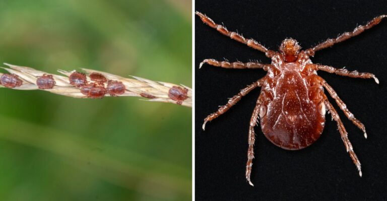 Alabama’s First Confirmed Sighting Of This Tick Species Is Now A Concern For DeKalb County