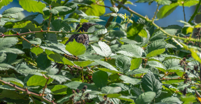 Blackberry plant (featured image)