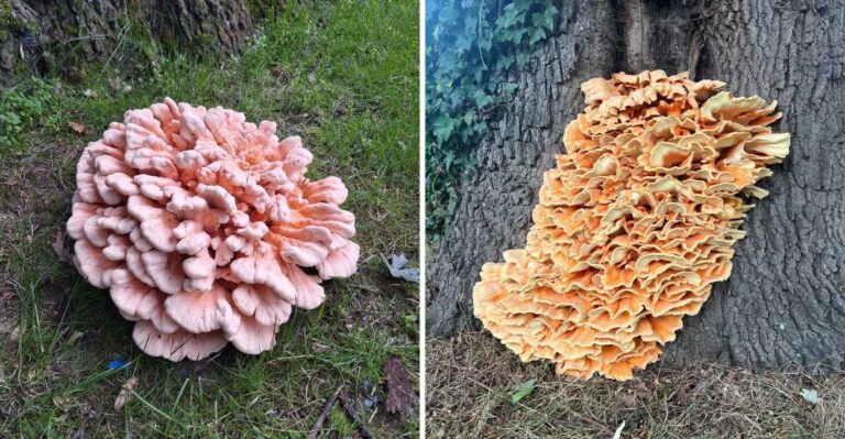 September Changes What Missouri Foragers Find In The Woods