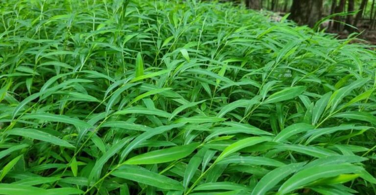 japanese stiltgrass up close