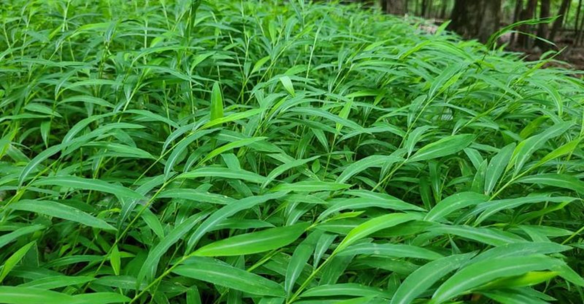 japanese stiltgrass up close