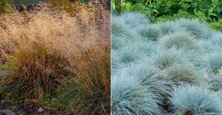 The Best Ornamental Grasses To Pair With Perennials In Oregon Borders