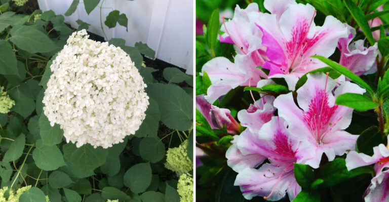 The Pennsylvania Shrubs To Prune In September And The Ones To Leave Alone