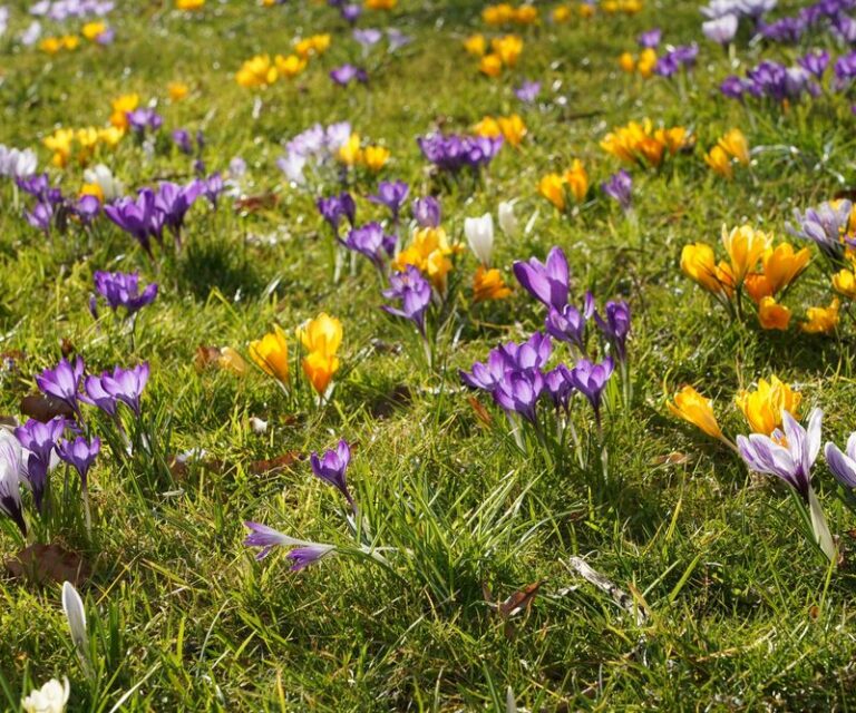 Before you plant that fall bulb, here are 5 that naturalize across Oregon yards. Which one would you plant?