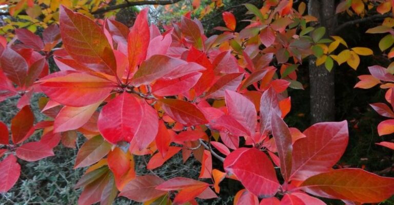 This Underused Native Tree Deserves A Spot In More Georgia Yards