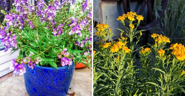 These Texas Fall Plants Can Replace Tired Petunias
