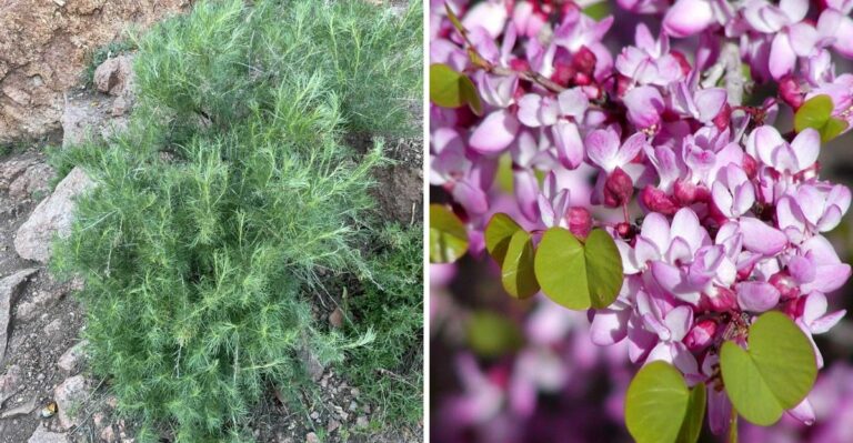 7 California Native Plants That Are Easier To Establish In Fall