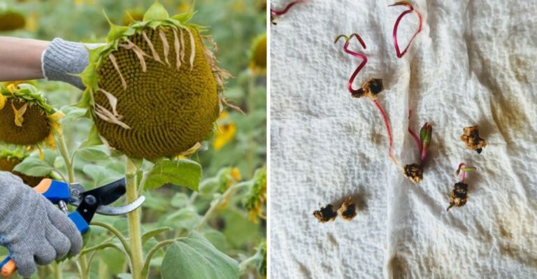Common Seed Saving Mistakes North Carolina Gardeners Make After Fall Harvest