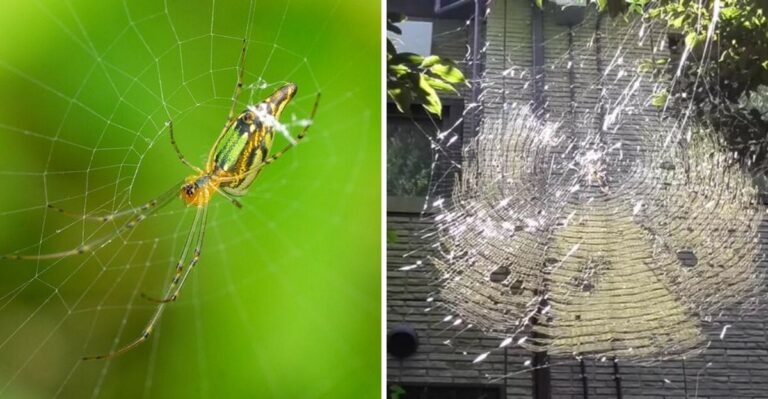 Tennessee’s New Backyard Visitor Comes With Massive Golden Webs
