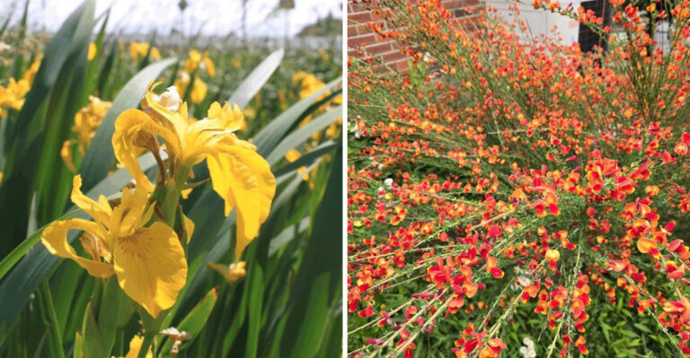 Common Garden Plants Oregon Homeowners May Be Restricted From Selling Or Planting