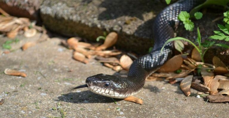snake on the road