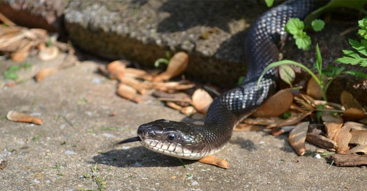 snake on the road