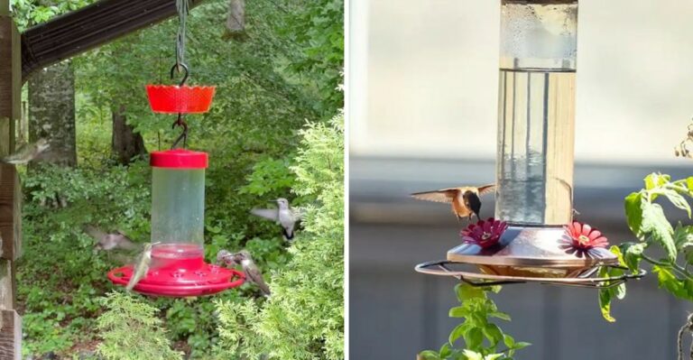 7 Places You Should Never Hang A Hummingbird Feeder In Pennsylvania