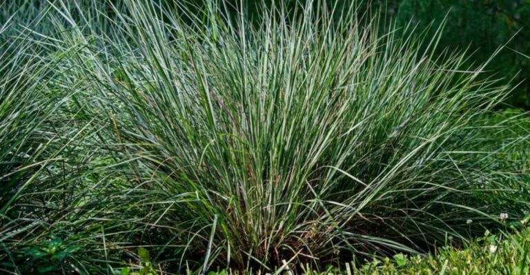The September Task North Carolina Ornamental Grasses Need Before Fall