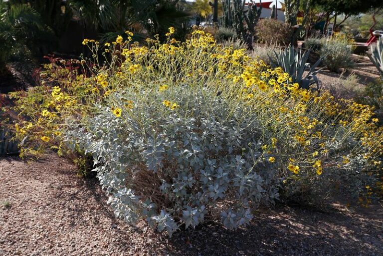 Most Arizona Homeowners Have No Clue This Backyard Volunteer Quietly Feeds Their Pollinators