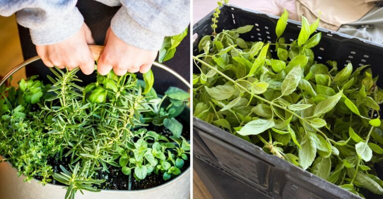 How To Protect California Herbs From Sudden Temperature Swings