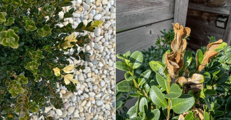What Happens If You Prune Oregon Boxwood Too Late In The Season