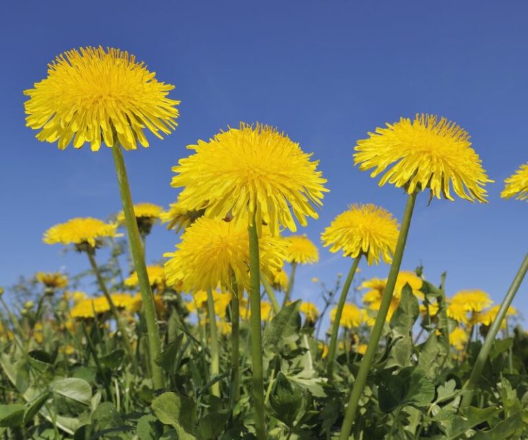 That Dandelion You Keep Spraying In Your Arizona Yard Fed Families And Feeds The Bees