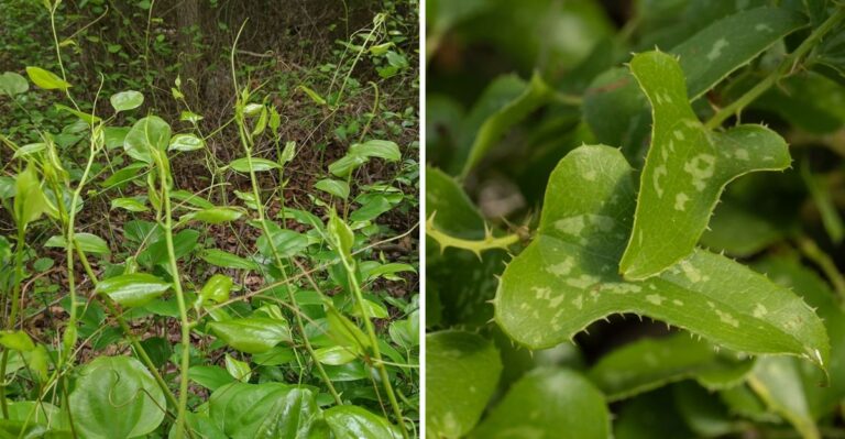 The Texas Vine That Keeps Coming Back No Matter How Many Times You Cut It