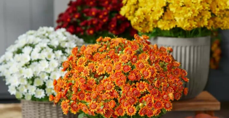 The One Thing Michigan Mums Need In September For Fuller Fall Color