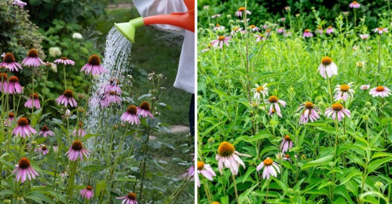 The One Habit Quietly Weakening Your Coneflower