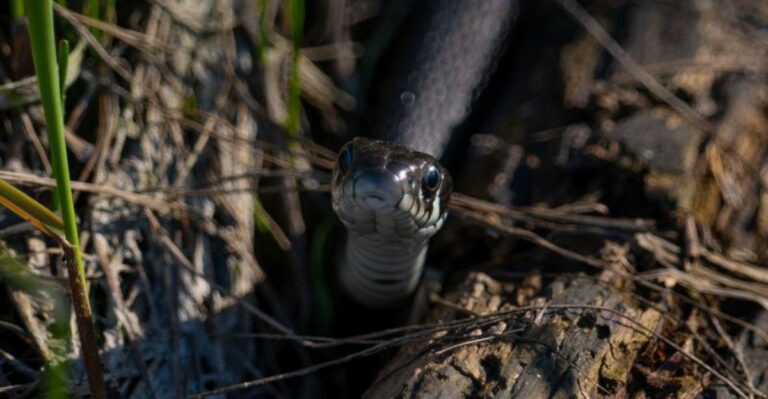 These Common Yard Features Draw Snakes In As Winter Approaches In New York