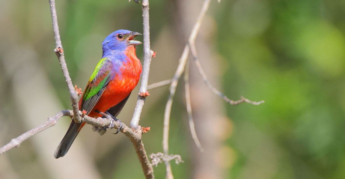 Painted Buntings (featured image)