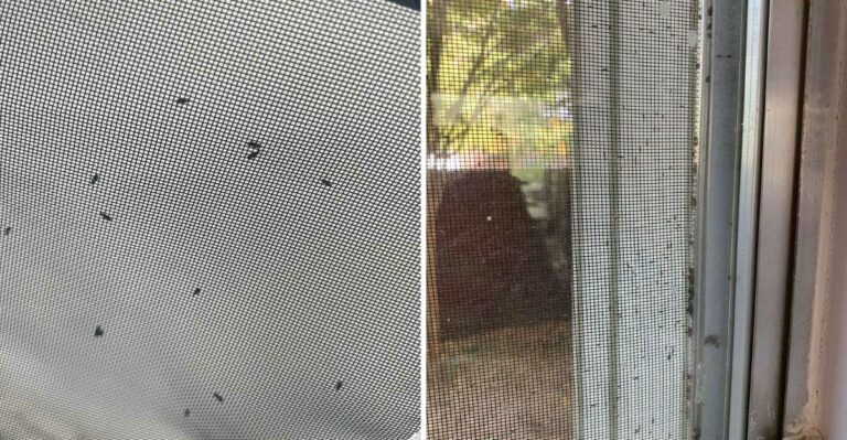 Tiny Bugs Are Swarming Indiana Window Screens This Fall