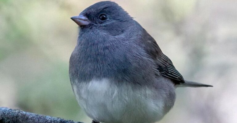 Why Dark-Eyed Juncos Pick Certain Virginia Yards For The Whole Winter