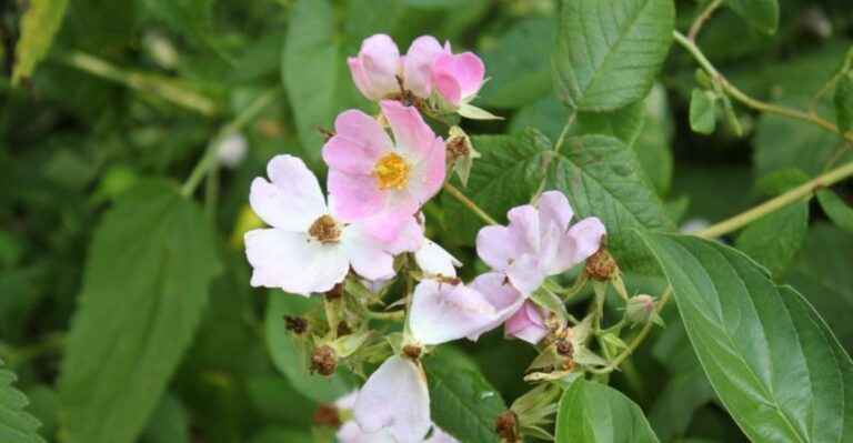 The Invasive Shrub Spreading Disease Through North Carolina Yards
