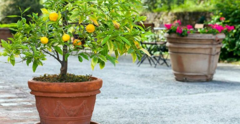 How To Prepare California Citrus Trees For Cooler Fall Nights