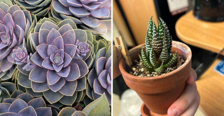 9 Container Plants That Never Need Trimming In California