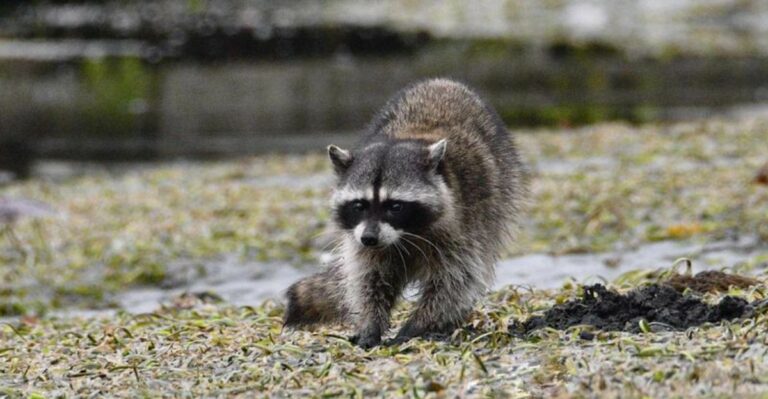 Raccoon, Armadillo, Or Opossum? How To Tell Who’s Digging Through Your Florida Beds