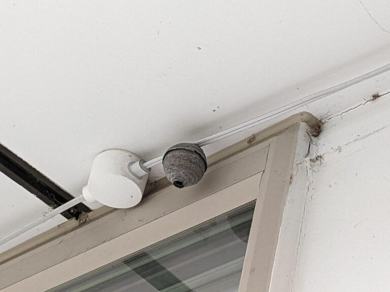 The Porch Plant Arizona Homeowners Set By The Door To Keep Wasps From Nesting There