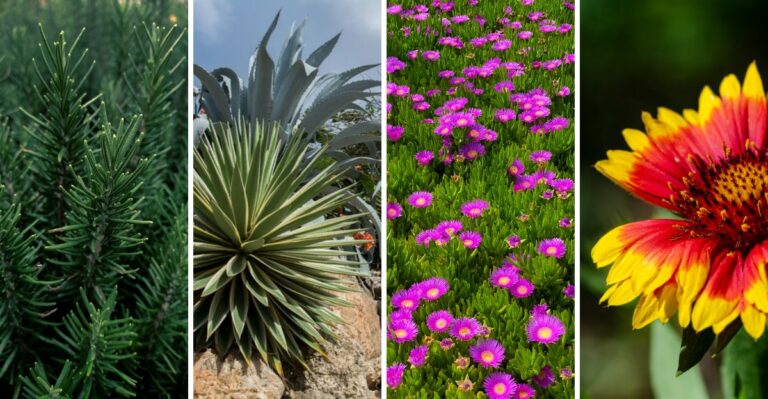 14 Garden Plants So Drought-Hardy You’ll Forget The Hose Exists