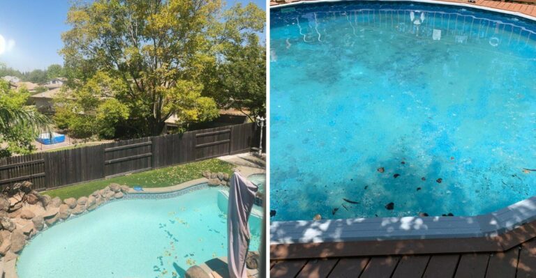 Can A Virginia Neighbor Make You Remove A Tree Because It Sheds Into Their Pool