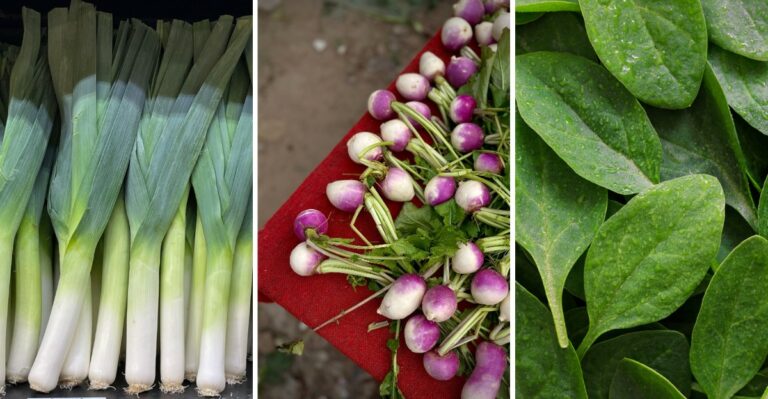 12 Cold-Loving Vegetables That Improve In Flavor After A Frost