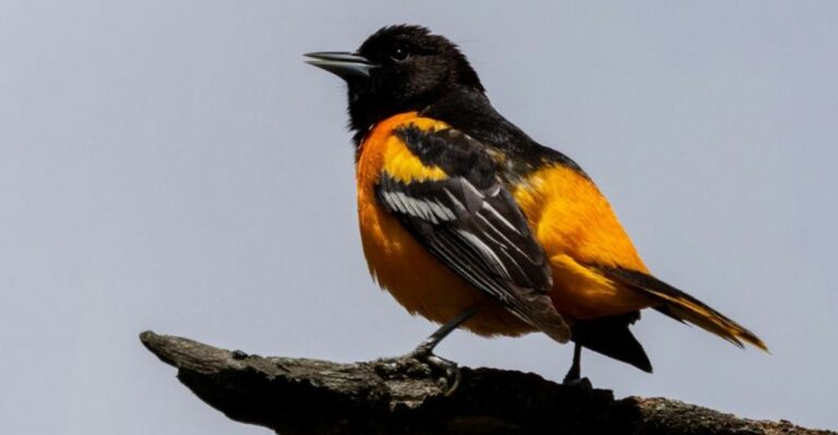 How To Attract Migrating Baltimore Orioles To Your Georgia Yard This Fall