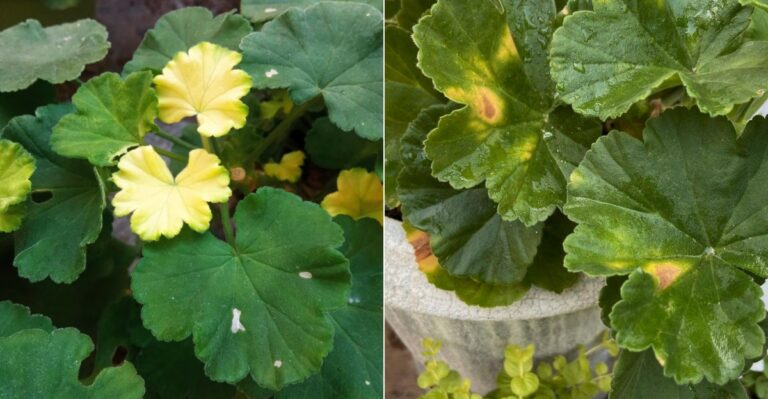 The Real Reason California Geranium Leaves Turn Yellow