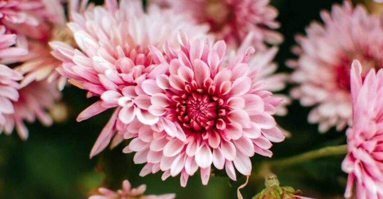 The Popular Fall Mum Ohio Gardeners Are Replacing With Hardier Varieties