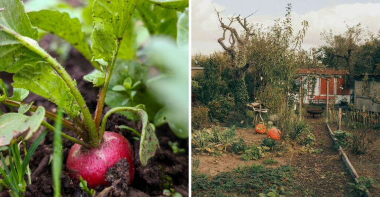 The Clock Is Ticking For Colorado Gardeners Before The State’s Early Mountain Frost